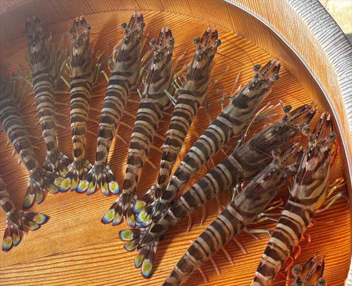 養殖活き車えび